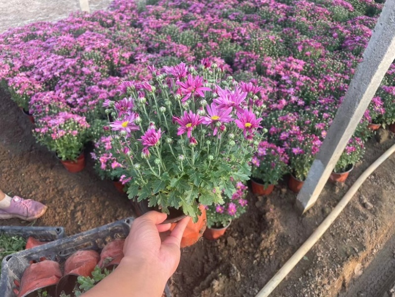 千头菊