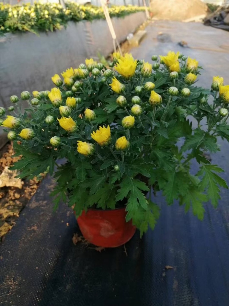 千头菊