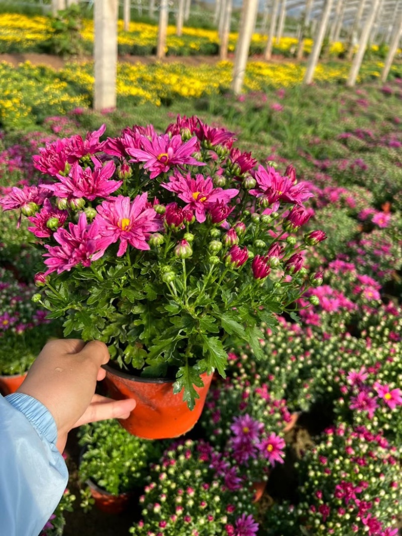 千头菊