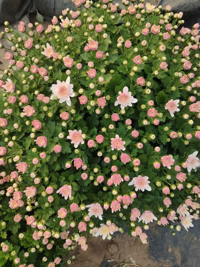 千头菊
