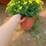 千头菊