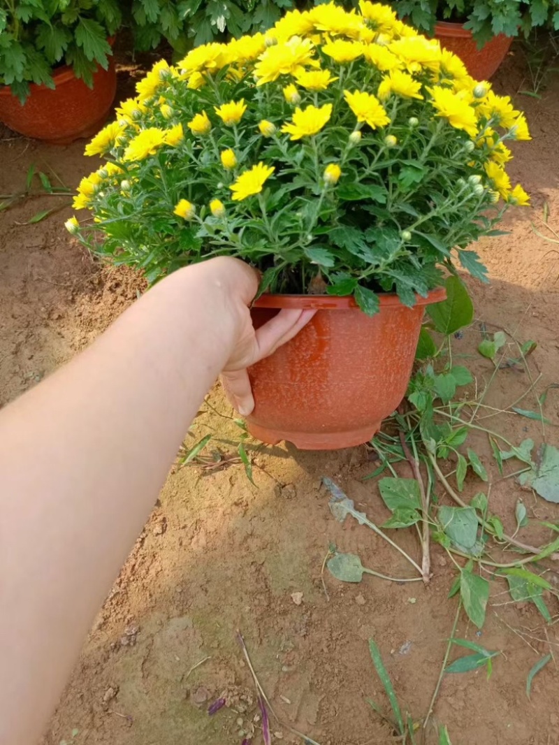 千头菊