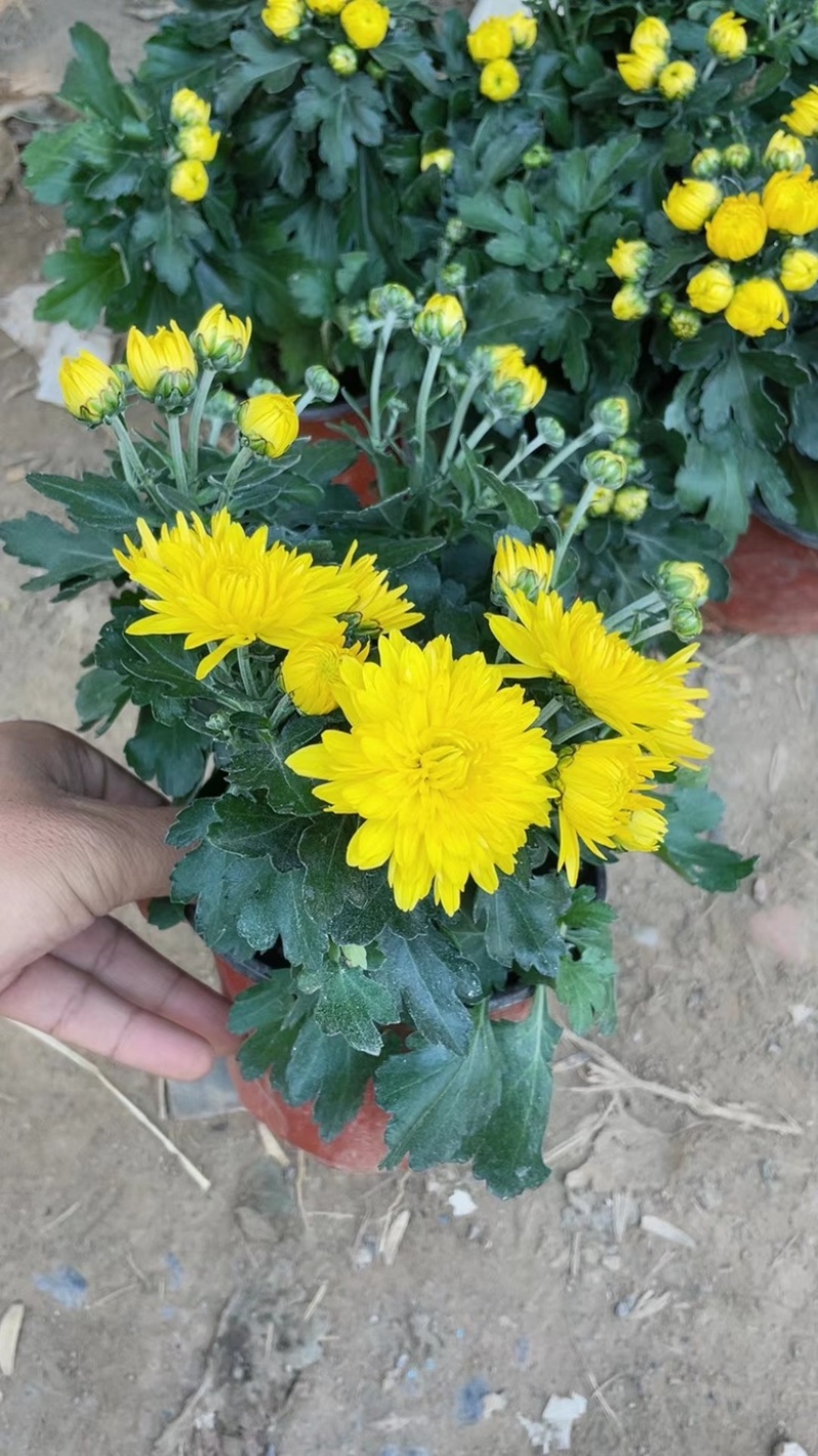 千头菊