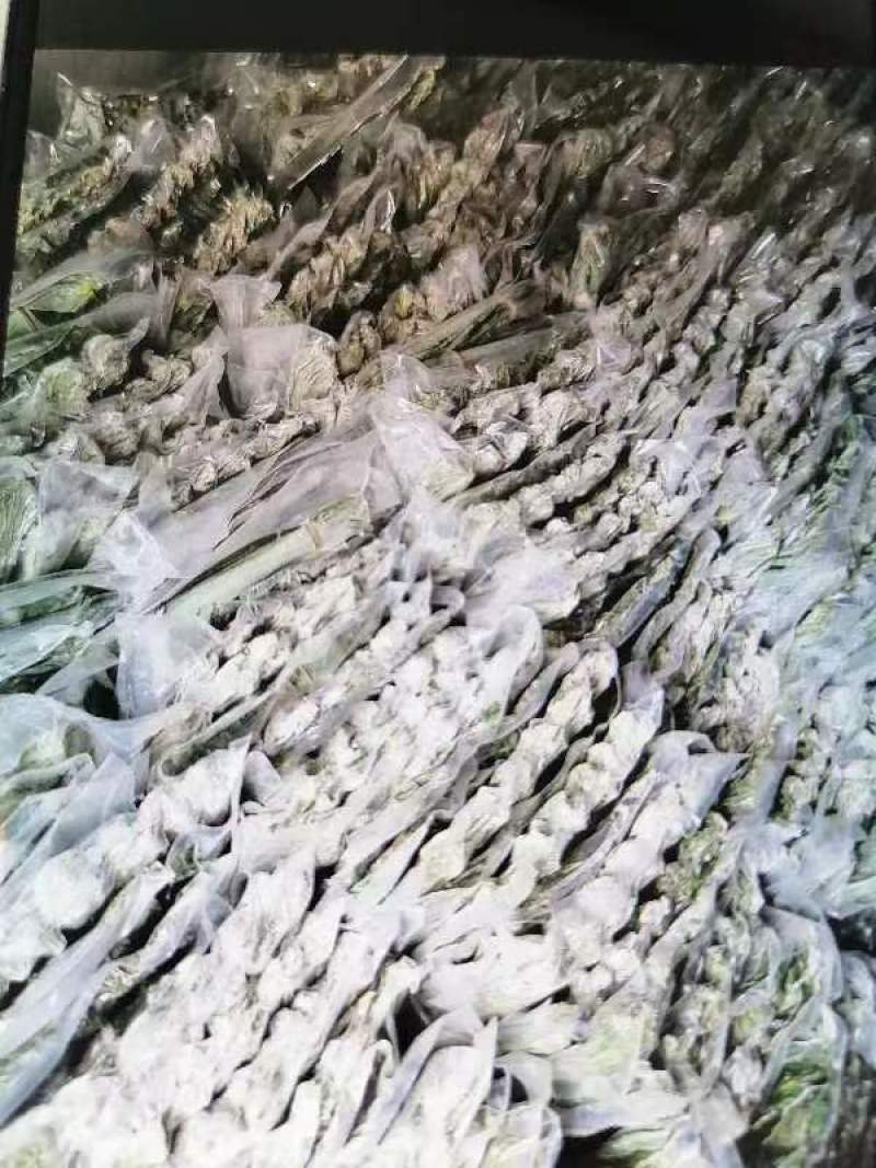 鑫益佳新鲜粽叶野生箬叶冷冻箬叶速冻粽子叶几万片