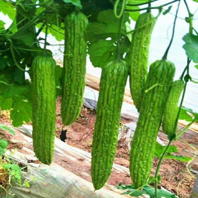 油绿苦瓜苗油苦瓜苗绿直播嫁接苗翠绿苦瓜苗免费技术指包回收