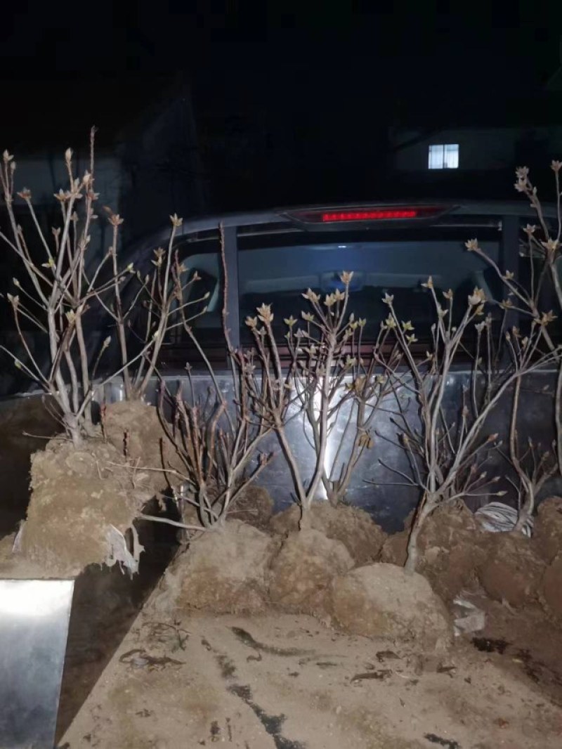 黄杜鹃大别山种子培育！耐寒品种，价格合理，欢迎咨询！