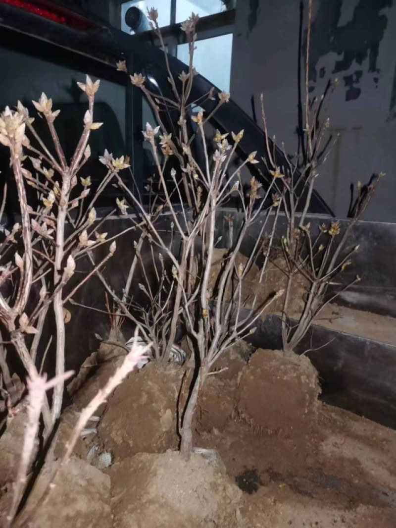 黄杜鹃大别山种子培育！耐寒品种，价格合理，欢迎咨询！