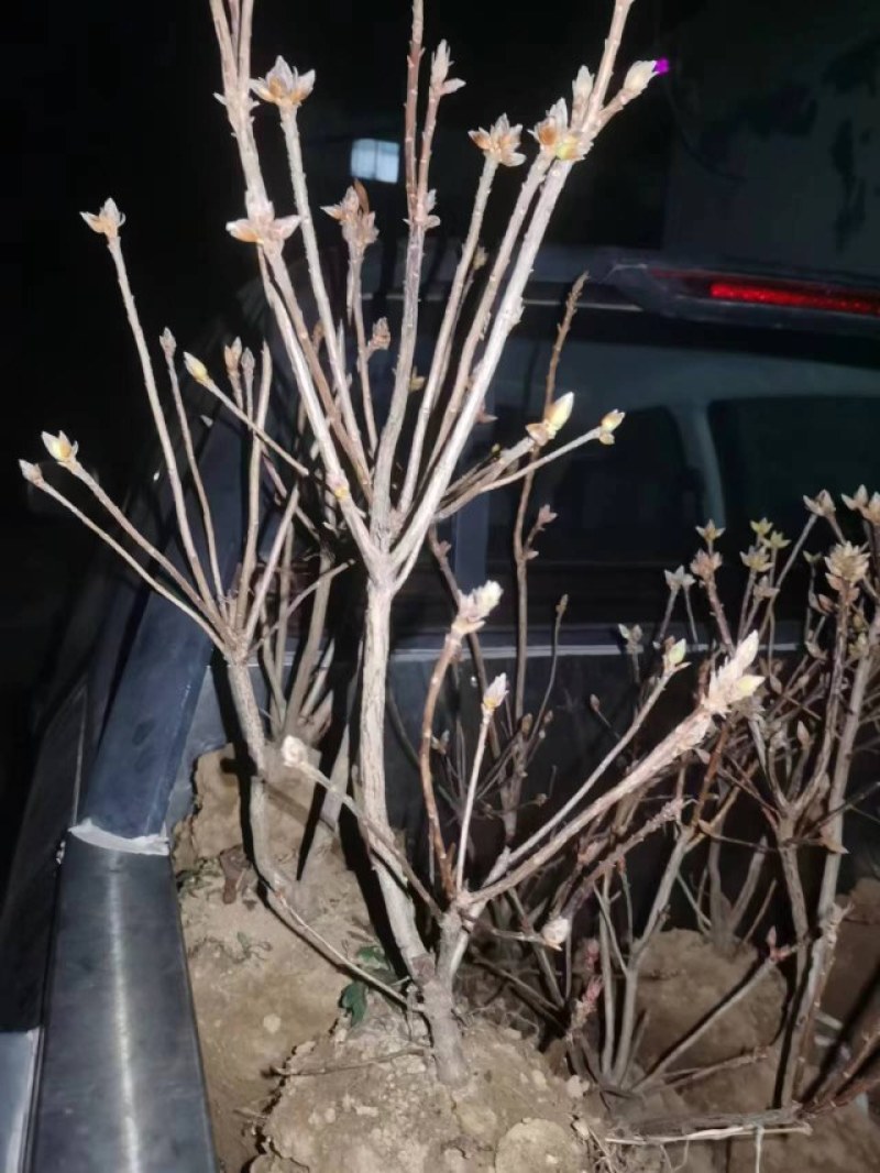 黄杜鹃大别山种子培育！耐寒品种，价格合理，欢迎咨询！
