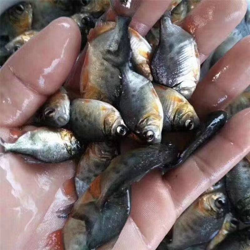 白鲳鱼苗优质白鲳鱼苗红鲳鱼苗淡水白鲳鱼苗，欢迎仪价