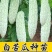 白苦瓜苗白皮苦瓜苗嫁接苗白苦瓜种苗免费技术指导包回收