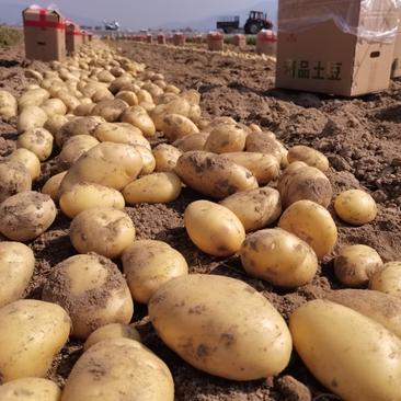 2023年新鲜土豆，黄皮黄心，档口、市场批发、商超佳选