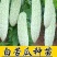 白苦瓜苗白皮苦瓜苗嫁接苗白苦瓜种苗免费技术指导包回收