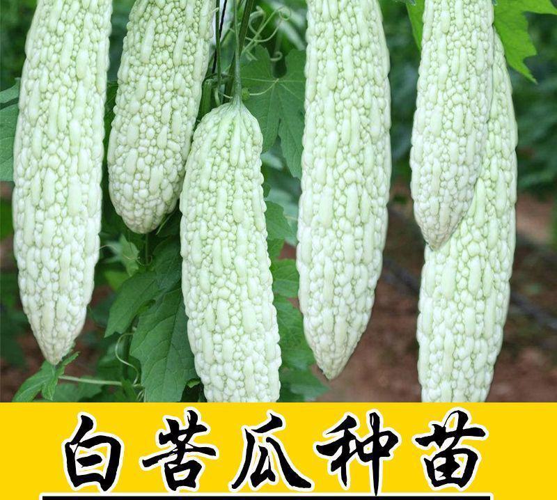 白苦瓜苗白皮苦瓜苗嫁接苗白苦瓜种苗免费技术指导包回收