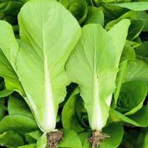 精品毛白菜快菜大型冷库常年种植永不断货长期合作