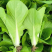 精品毛白菜快菜大型冷库常年种植永不断货长期合作