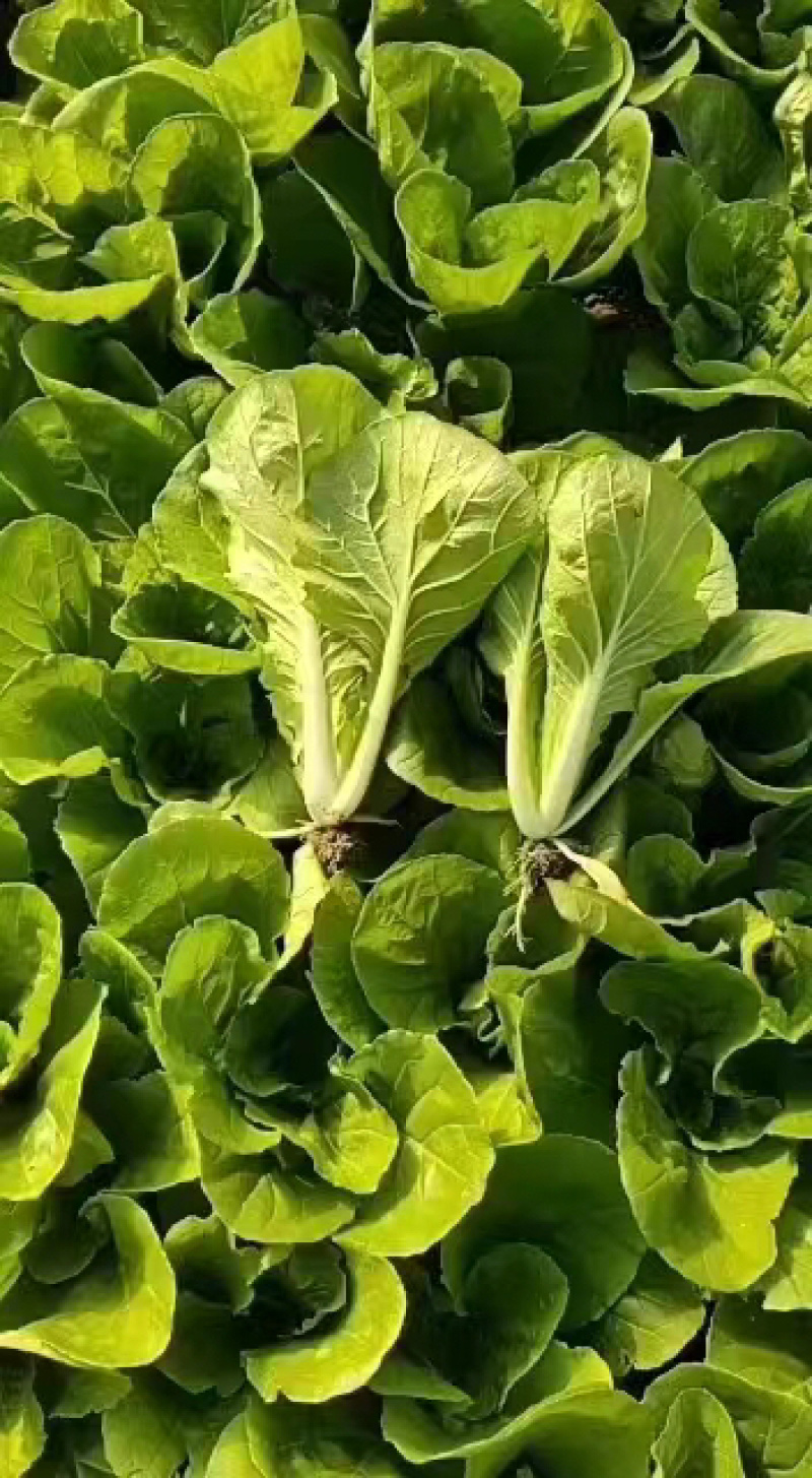 精品毛白菜快菜大型冷库常年种植永不断货长期合作