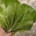 精品毛白菜快菜大型冷库常年种植永不断货长期合作