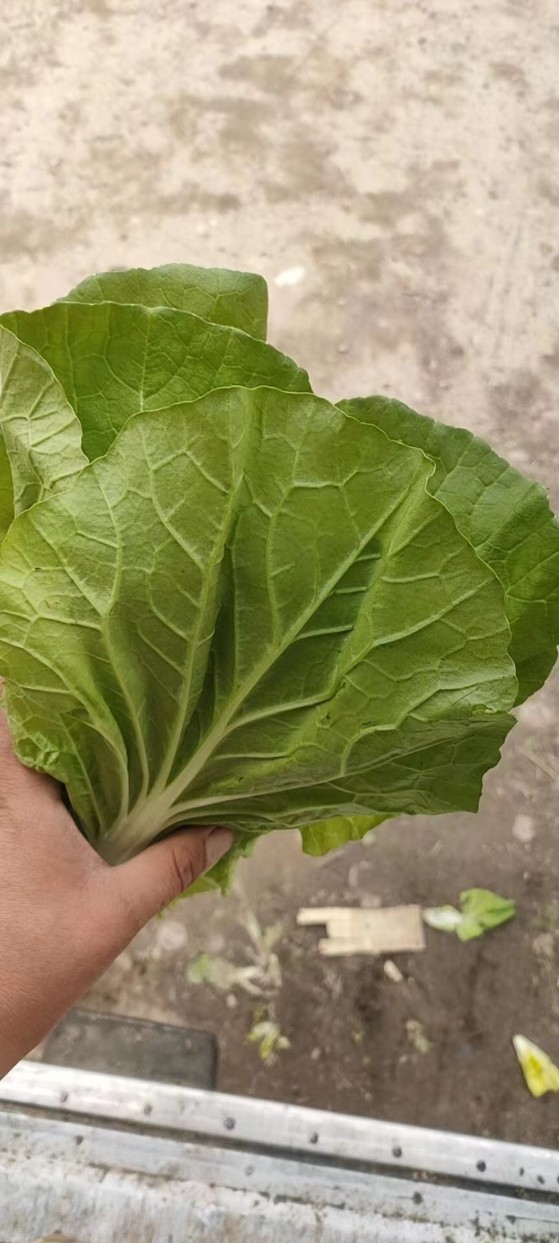 精品毛白菜快菜大型冷库常年种植永不断货长期合作