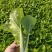 精品毛白菜快菜大型冷库常年种植永不断货长期合作