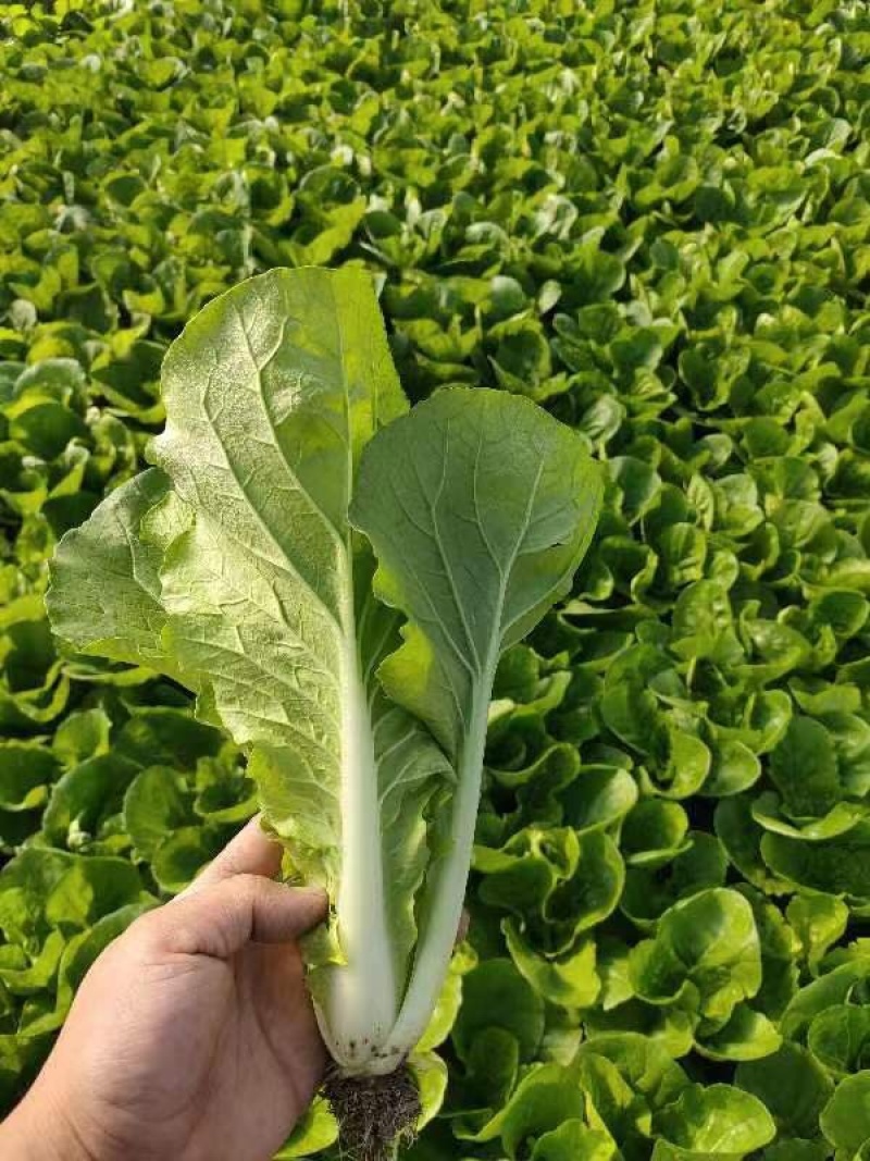 精品毛白菜快菜大型冷库常年种植永不断货长期合作