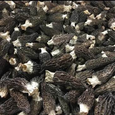 【羊肚菌】头茬羊肚菌各种规格齐全一手货源量大从优