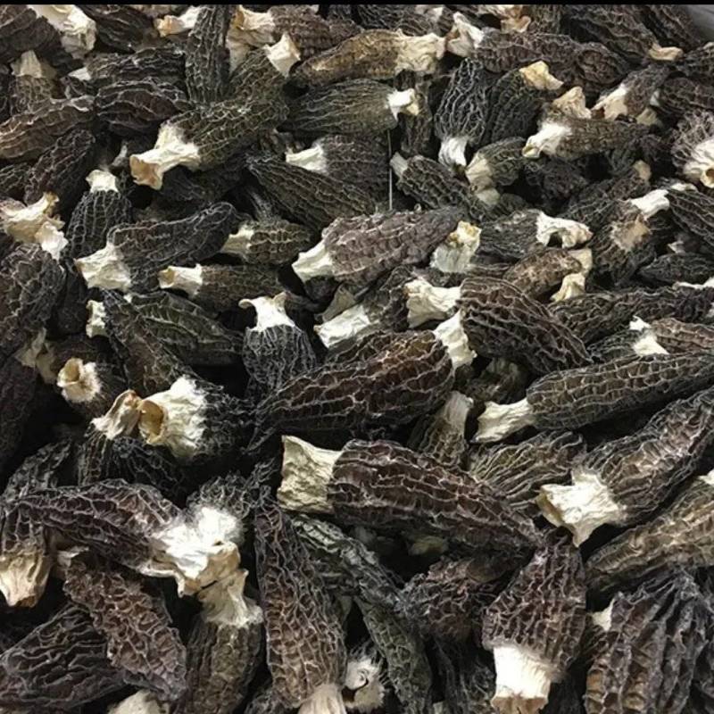 【羊肚菌】头茬羊肚菌各种规格齐全一手货源量大从优