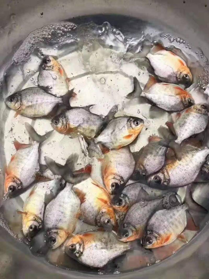 白鲳鱼苗优质白鲳鱼苗红鲳鱼苗淡水白鲳鱼苗，欢迎仪价
