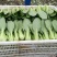 小油菜1两以上保证质量货源充足永不断货