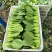 小油菜1两以上保证质量货源充足永不断货