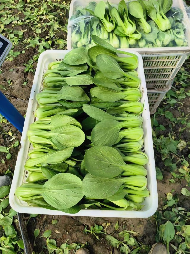小油菜1两以上保证质量货源充足永不断货