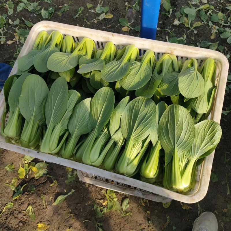 小油菜1两以上保证质量货源充足永不断货
