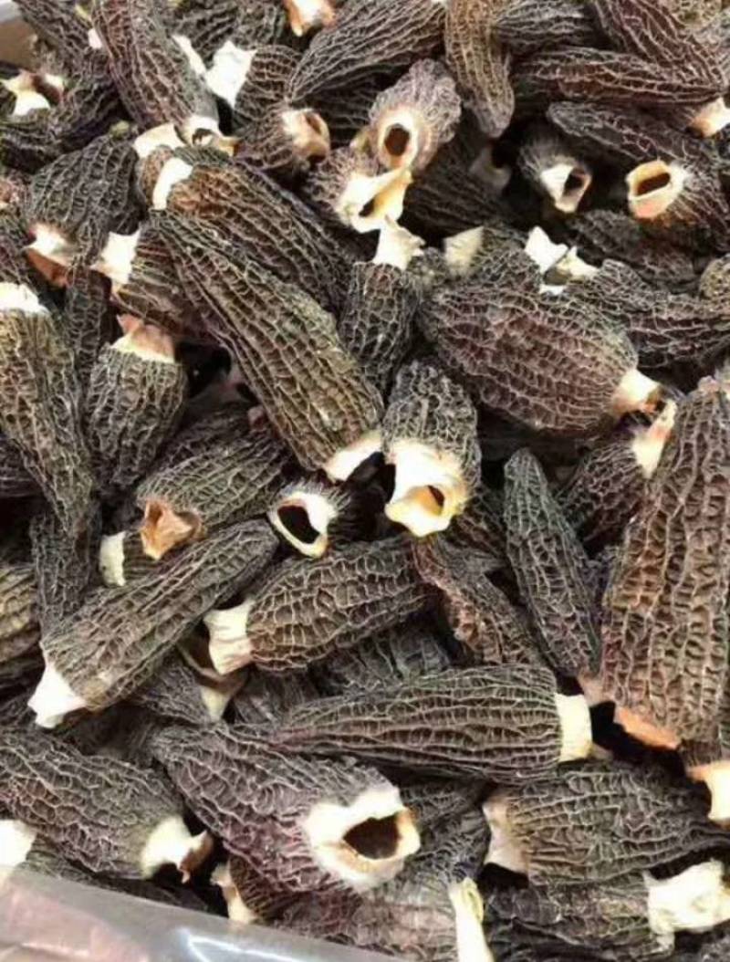 【羊肚菌】头茬羊肚菌各种规格齐全一手货源量大从优