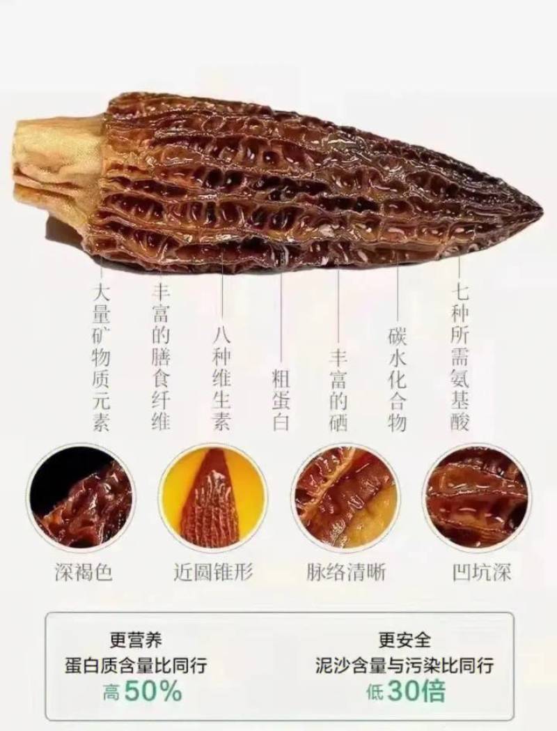 【羊肚菌】头茬羊肚菌各种规格齐全一手货源量大从优