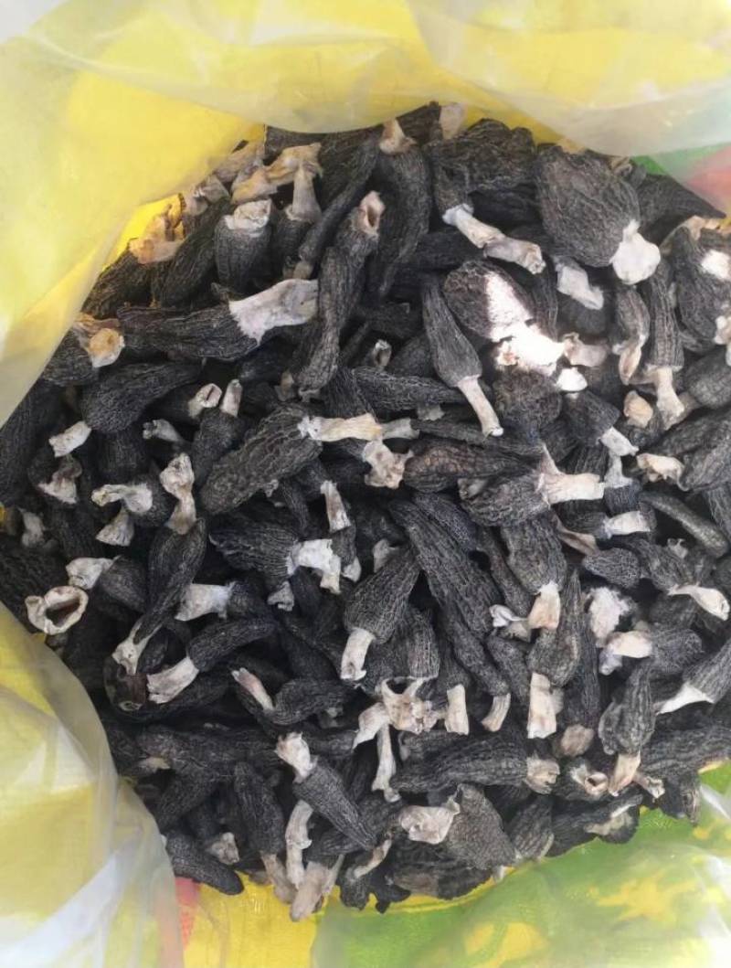 【羊肚菌】头茬羊肚菌各种规格齐全一手货源量大从优