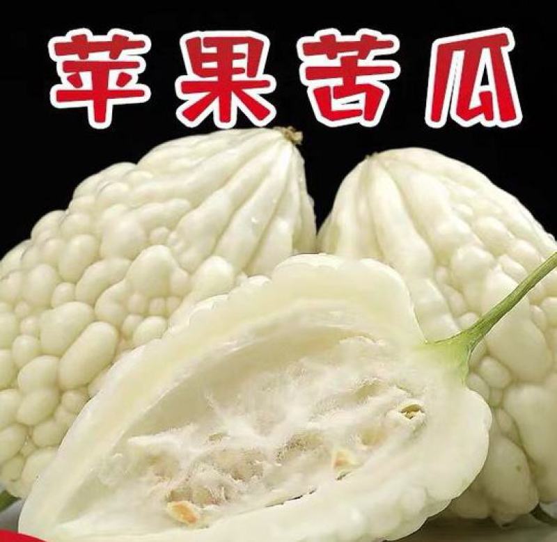 绿元帅苦瓜苗苹果苦瓜苗珍珠苦瓜苗直播嫁接苗包回收