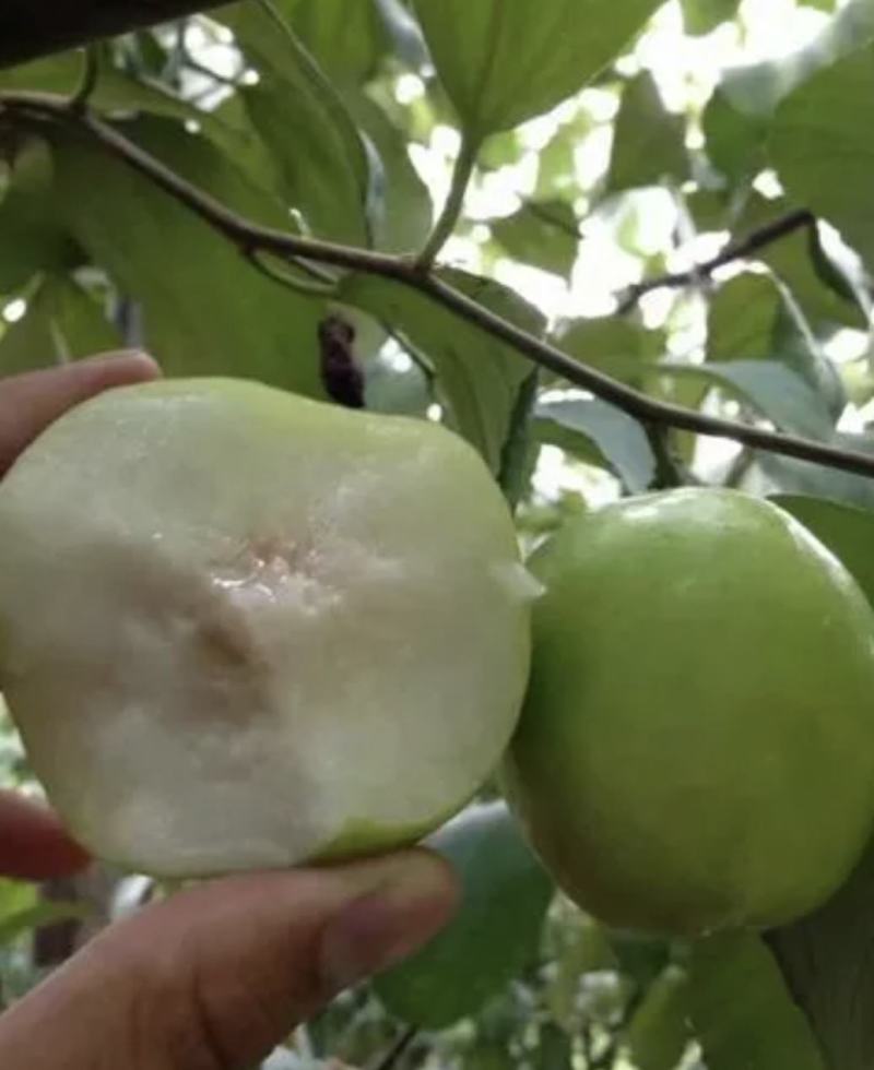 台湾蜜丝枣青枣专业代办。果面干净个头大口感好产地直发