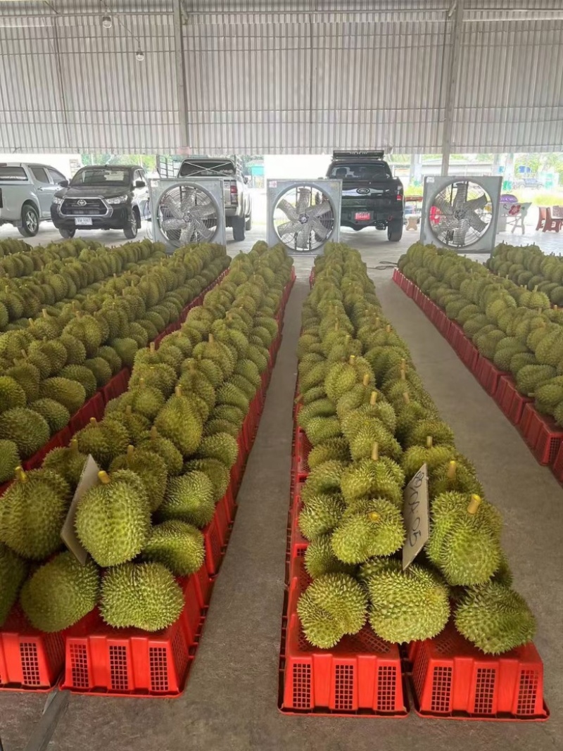 一手货源泰国榴莲长期供应可视频看货包上车运费自理