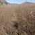 基地自产直销，白桦苗，桦树苗，东北地区耐寒品种长势易成活