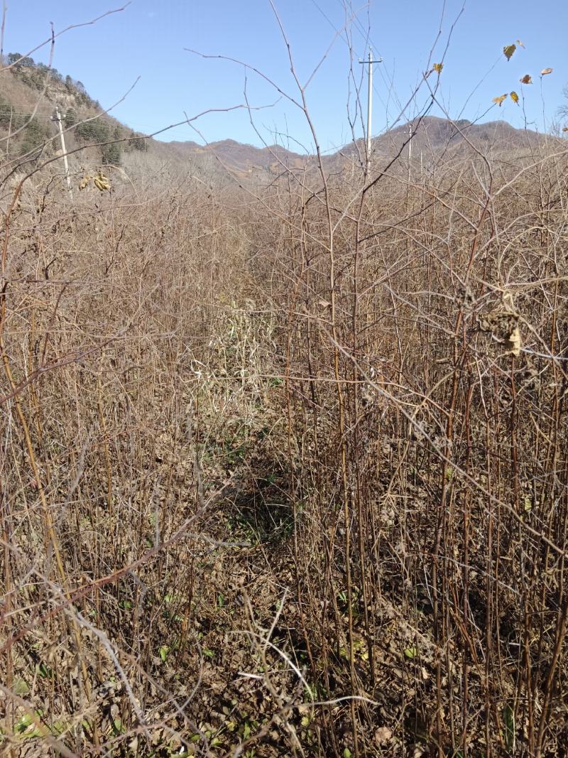 基地自产直销，白桦苗，桦树苗，东北地区耐寒品种长势易成活
