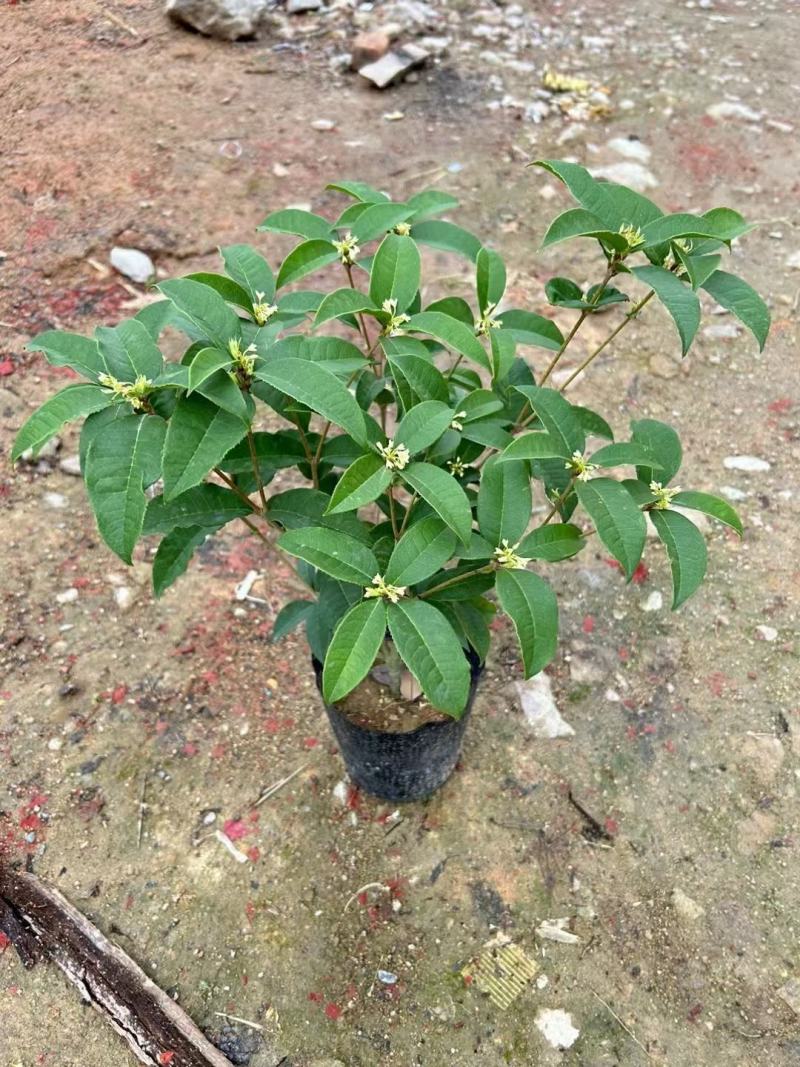 四季桂花基地培育种植直发上新产品了各种规格都有哦