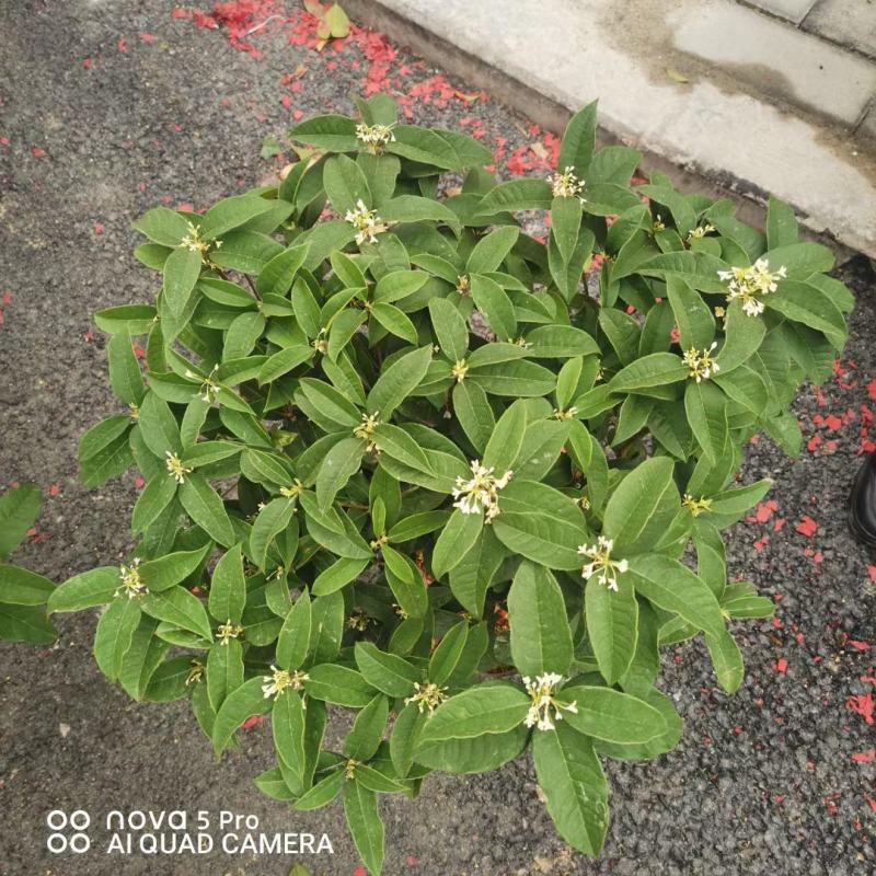 四季桂花基地培育种植直发上新产品了各种规格都有哦