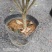 四季桂花基地培育种植直发上新产品了各种规格都有哦
