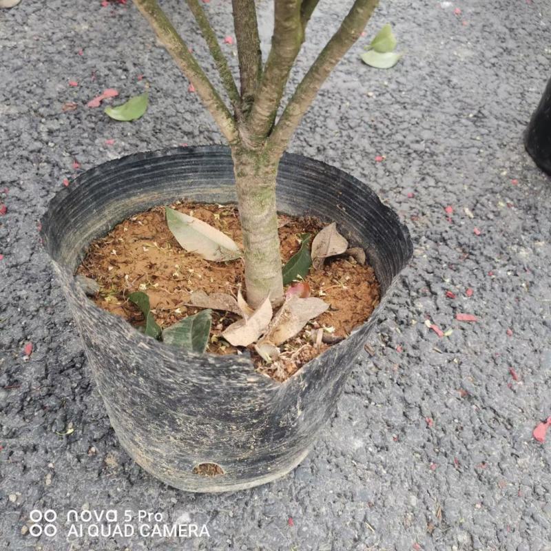四季桂花基地培育种植直发上新产品了各种规格都有哦