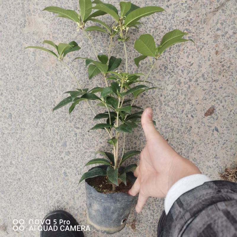 四季桂花基地培育种植直发上新产品了各种规格都有哦
