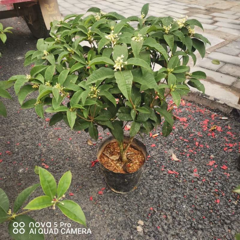 四季桂花基地培育种植直发上新产品了各种规格都有哦
