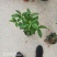 四季桂花基地培育种植直发上新产品了各种规格都有哦