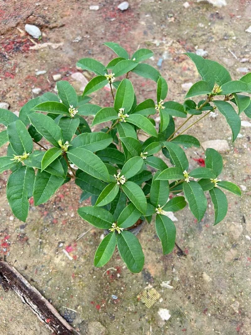 四季桂花基地培育种植直发上新产品了各种规格都有哦