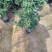 四季桂花基地培育种植直发上新产品了各种规格都有哦