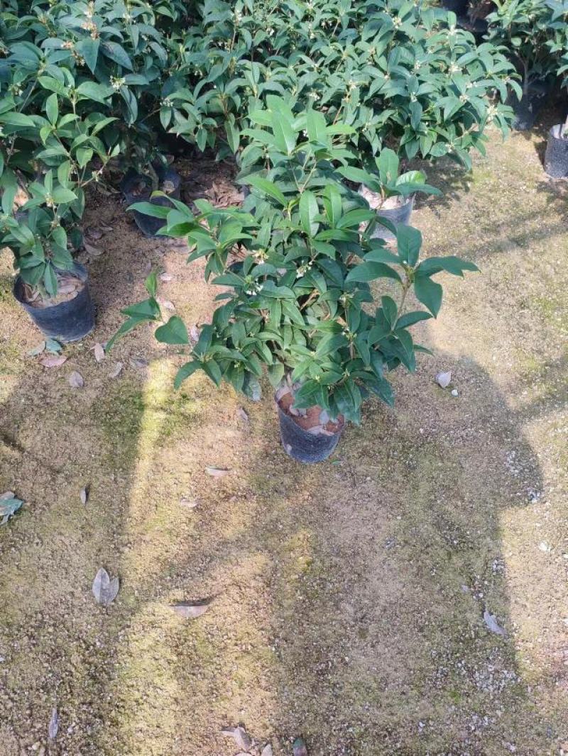 四季桂花基地培育种植直发上新产品了各种规格都有哦