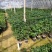 四季桂花基地培育种植直发上新产品了各种规格都有哦